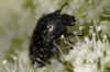 White-spotted rose beetle (Oxythyrea funesta)