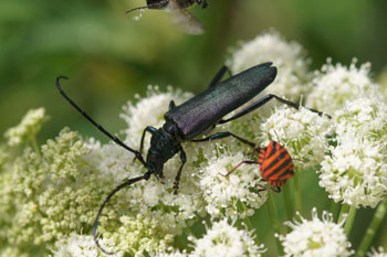 Musk beetle(Aromia moschata)