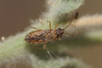 Nysius cf graminicola. Subfamily Orsillinae. Family: Seed Bugs or Ground Bugs (Lygaeidae).