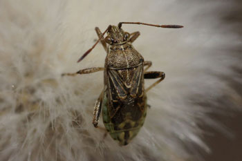 Stictopleurus cf punctatonervosus. Family: Scentless Plant Bugs (Rhopalidae).