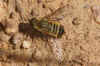 Villa spec.  Bee-fly family (Bombyliidae)