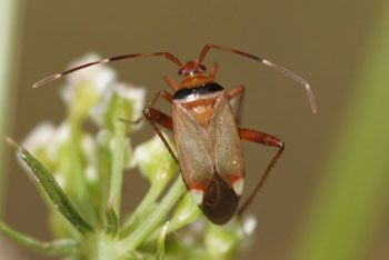 Adelphocoris vandalicus 