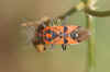 Spilostethus pandurus (formerly also called Lygaeus). Family: Seed Bugs or Ground Bugs (Lygaeidae).