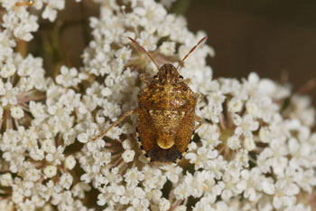 Staria lunata. Family Stink bugs (Pentatomidae).