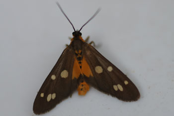 Dysauxes punctata Family Arctiidae
