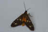Dysauxes punctata Family Arctiidae