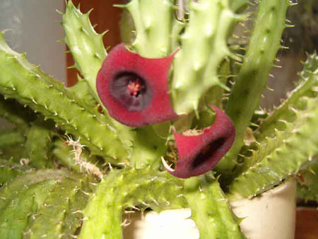 Huernia penzigi