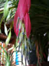 bilbergia-bloem