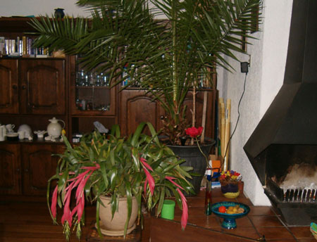 bilbergia met palm