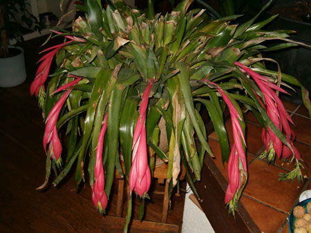 Bilbergia