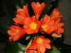 clivia