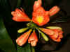 clivia