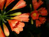 clivia