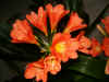 clivia