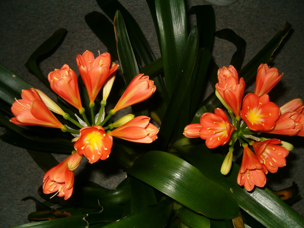 clivia