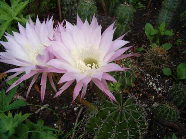 Echinopsis leucantha