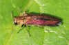 Hawthorn jewel beetle (Agrilus sinuatus). Family jewel beetles or metallic wood-boring beetles (Buprestidae).   