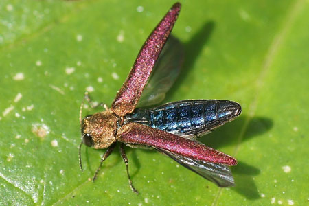 Hawthorn jewel beetle (Agrilus sinuatus). Family jewel beetles or metallic wood-boring beetles (Buprestidae).   