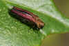 Hawthorn jewel beetle (Agrilus sinuatus). Family jewel beetles or metallic wood-boring beetles (Buprestidae).   