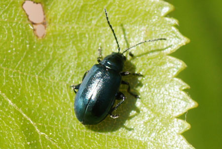 Berkenhaantje. (Altica aenescens). Onderfamilie Galerucinae. Familie  bladhaantjes (Chrysomelidae).