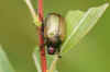 Anomala dubia.Family Scarabs, scarab beetles (Scarabaeidae).