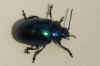 Blauw muntgoudhaantje (Chrysolina coerulans). Tribe Criocerini. Onderfamilie Criocerinae. Familie  bladhaantjes (Chrysomelidae).