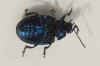 Blauw muntgoudhaantje (Chrysolina coerulans). Tribe Criocerini. Onderfamilie Criocerinae. Familie  bladhaantjes (Chrysomelidae).