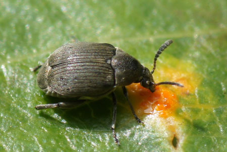 Bruchidius villosus. Onderfamilie Bruchinae. Familie  bladhaantjes (Chrysomelidae).