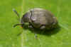 Bruchidius villosus. Onderfamilie Bruchinae. Familie  bladhaantjes (Chrysomelidae).