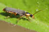 Cantharis nigricans. Family Soldier beetles (Cantharidae).