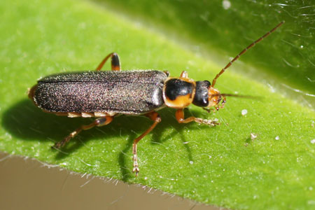 Cantharis nigricans. Family Soldier beetles (Cantharidae).