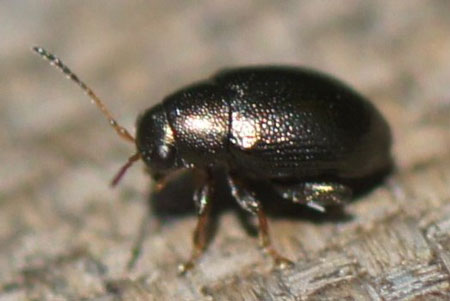 Chaetocnema.Onderfamilie Halticinae / Galerucinae. Familie bladhaantjes (Chrysomelidae). Niet helemaal zeker!!