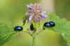 Blauw muntgoudhaantje (Chrysolina coerulans). Tribe Criocerini. Onderfamilie Criocerinae. Familie  bladhaantjes (Chrysomelidae).