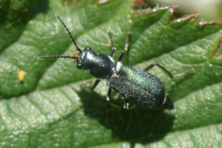 Cordylepherus viridis. Familie Bastaardweekschildkevers (Malachiidae).