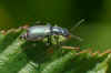 Cordylepherus viridis. Familie Bastaardweekschildkevers (Malachiidae).