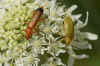 Sulphur Beetle (Cteniopus sulphureus). Subfamily Alleculinae. Family Darkling beetles (Tenebrionidae). Sometimes in family Alleculidae. 