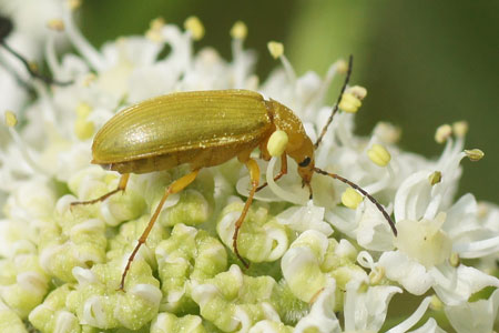 Sulphur Beetle (Cteniopus sulphureus). Subfamily Alleculinae. Family Darkling beetles (Tenebrionidae). Sometimes in family Alleculidae. 