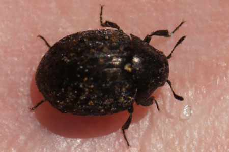 Cytilus sericeus synonym Cytilus auricomus. Family Pill beetles (Byrrhidae).