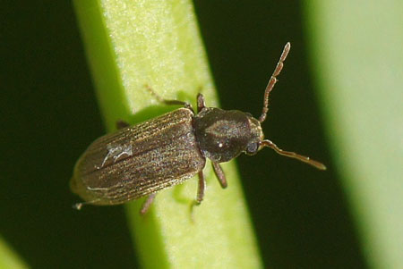 Klopkever spec. Familie Klopkevers, houtwormen (Anobiidae). Mogelijk een houtwormkever, Anobium spec. Maar dat is niet zeker.