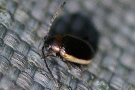 Longitarsus dorsalis.Onderfamilie Galerucinae. Familie bladhaantjes (Chrysomelidae).