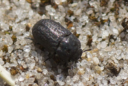 Melanimon tibiale, Melanimon tibialis. Subfamily Tenebrioninae. Family Darkling beetles (Tenebrionidae).