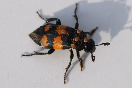 Common Sexton Beetle (Nicrophorus vespilloides). Subfamily Nicrophorinae. Family Carrion or burying beetles (Silphidae).