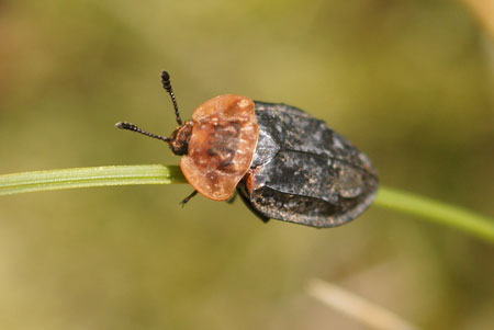 Oiceoptoma thoracicum. Subfamily Nicrophorinae. Family Carrion or burying beetles (Silphidae).