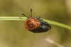 Oiceoptoma thoracicum. Subfamily Nicrophorinae. Family Carrion or burying beetles (Silphidae).