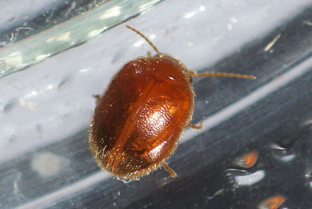 Prionocyphon serricornis. Waarschijnlijk!! Onderfamilie Scirtinae. Familie Moerasweekschildkevers, Moerasvlokevers (Scirtidae).