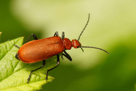 Cardinal beetle (Pyrochroa serraticornis). Family Fire-coloured beetles (Pyrochroidae).