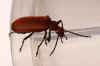 Cardinal beetle (Pyrochroa serraticornis). Family Fire-coloured beetles (Pyrochroidae).