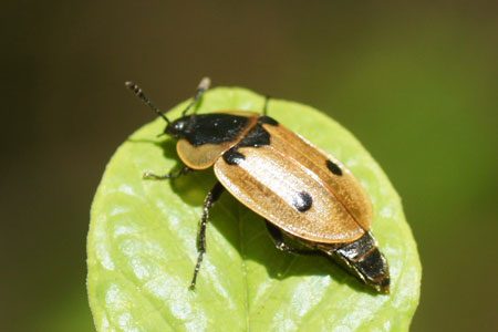 Xylodrepa quadrimaculata. Subfamily Silphinae. Family Carrion or burying beetles (Silphidae).