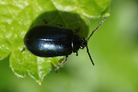 Elzenhaantje. (Agelastica alni). Onderfamilie Galerucinae. Familie  bladhaantjes (Chrysomelidae).