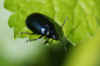 Elzenhaantje. (Agelastica alni). Onderfamilie Galerucinae. Familie  bladhaantjes (Chrysomelidae).